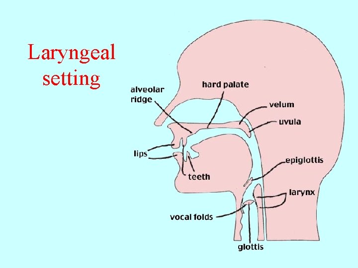Laryngeal setting 