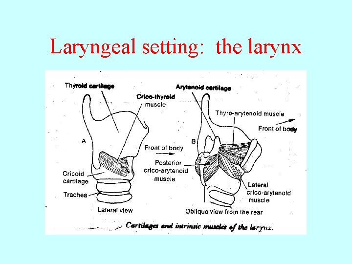 Laryngeal setting: the larynx 