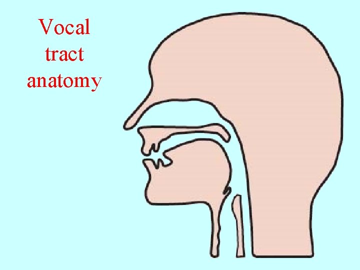 Vocal tract anatomy 