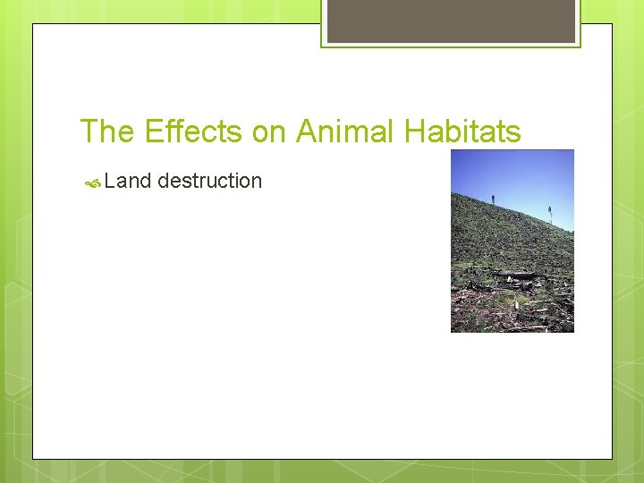 The Effects on Animal Habitats Land destruction 