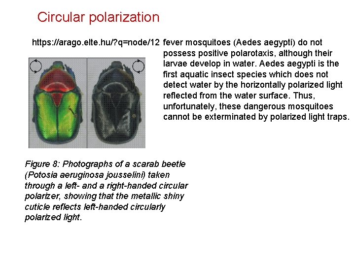 Circular polarization https: //arago. elte. hu/? q=node/12 fever mosquitoes (Aedes aegypti) do not possess Circular polarization https: //arago. elte. hu/? q=node/12 fever mosquitoes (Aedes aegypti) do not possess