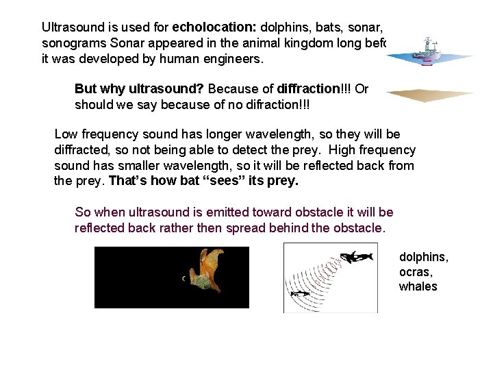 Ultrasound is used for echolocation: dolphins, bats, sonar, sonograms Sonar appeared in the animal Ultrasound is used for echolocation: dolphins, bats, sonar, sonograms Sonar appeared in the animal
