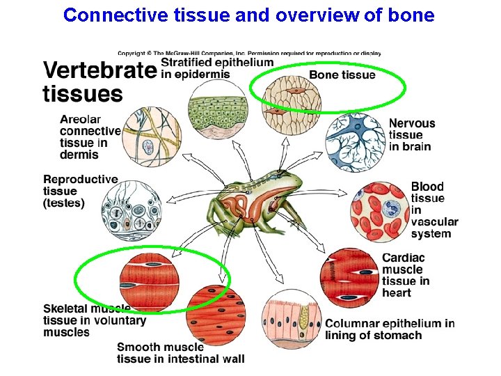Connective tissue and overview of bone 