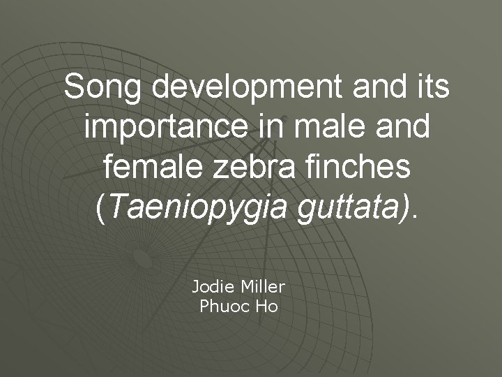 Song development and its importance in male and female zebra finches (Taeniopygia guttata). Jodie