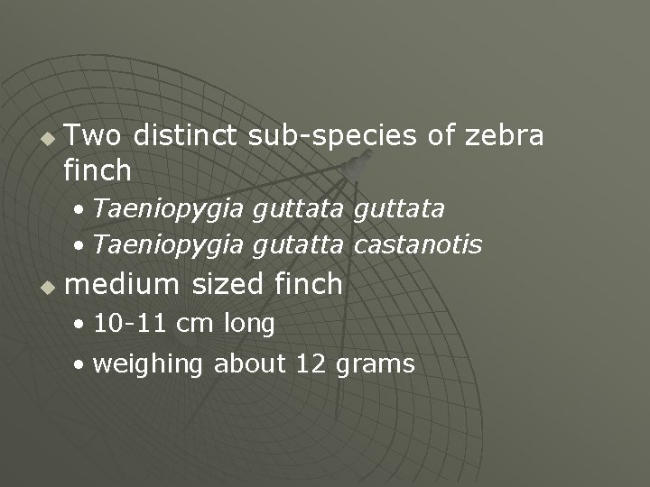 u Two distinct sub-species of zebra finch • Taeniopygia guttata • Taeniopygia gutatta castanotis