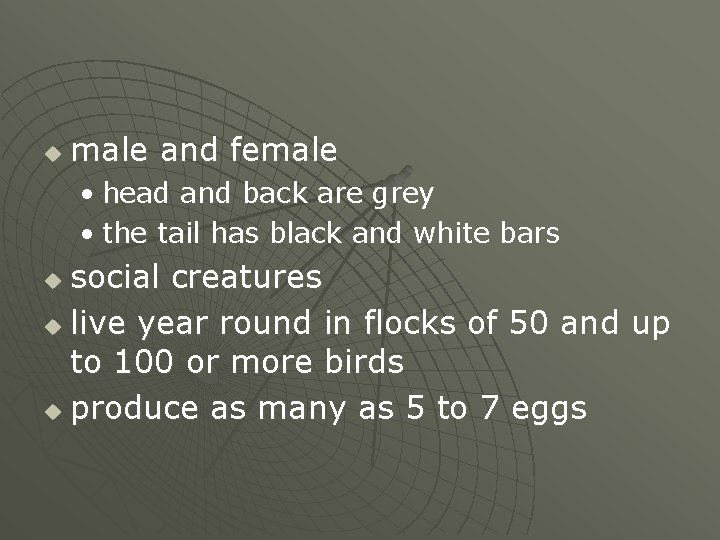 u male and female • head and back are grey • the tail has