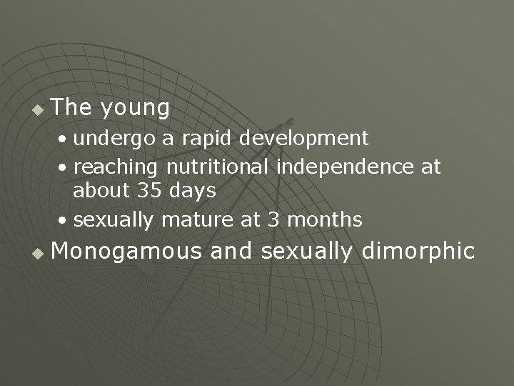 u The young • undergo a rapid development • reaching nutritional independence at about