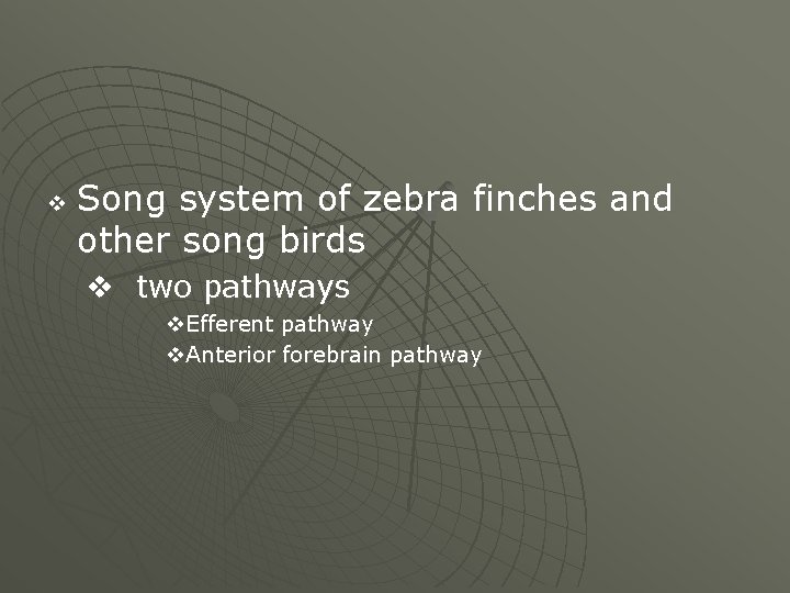 v Song system of zebra finches and other song birds v two pathways v.