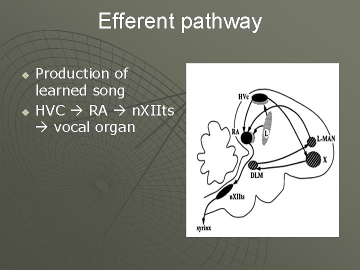 Efferent pathway u u Production of learned song HVC RA n. XIIts vocal organ