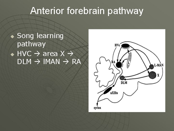 Anterior forebrain pathway u u Song learning pathway HVC area X DLM l. MAN