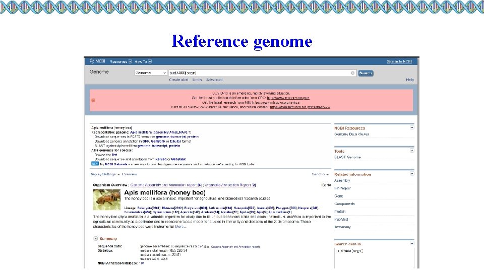 Reference genome 