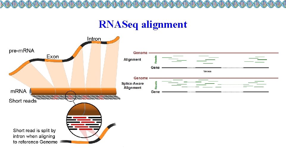 RNASeq alignment 