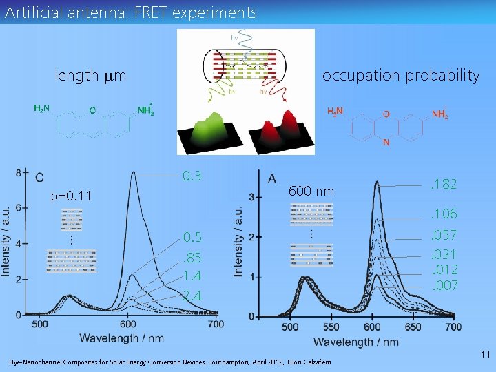 Artificial antenna: FRET experiments length mm occupation probability 0. 3 600 nm p=0. 11