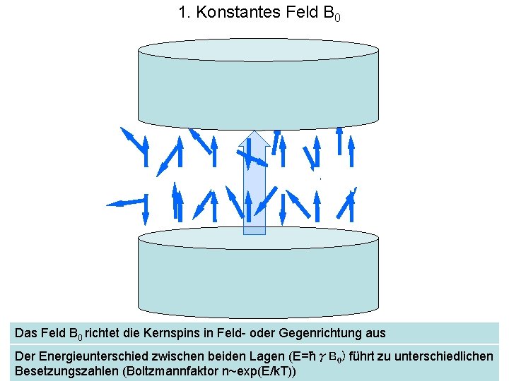1. Konstantes Feld B 0 Das Feld B 0 richtet die Kernspins in Feld- 1. Konstantes Feld B 0 Das Feld B 0 richtet die Kernspins in Feld-