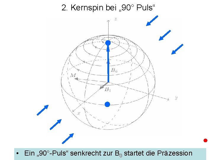 2. Kernspin bei „ 90° Puls“ • Ein „ 90°-Puls“ senkrecht zur B 0