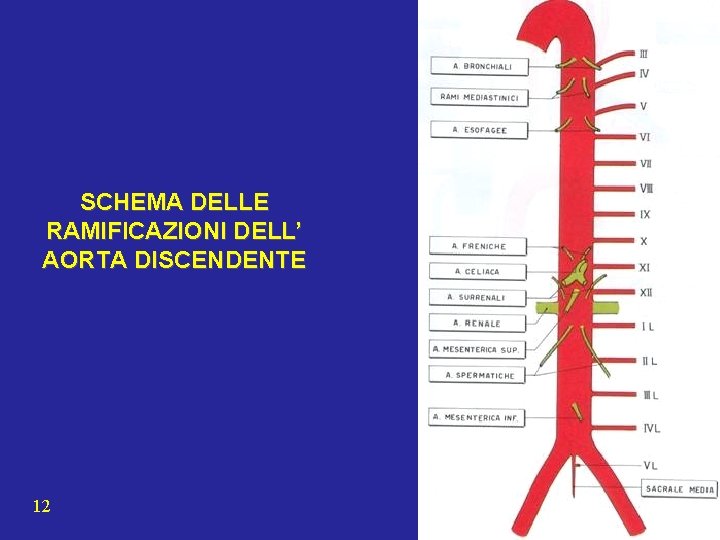 SCHEMA DELLE RAMIFICAZIONI DELL’ AORTA DISCENDENTE 12 