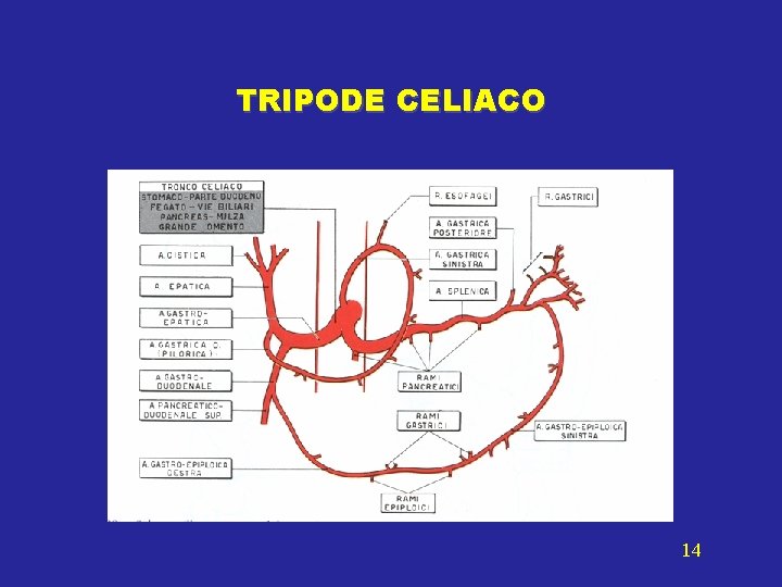 TRIPODE CELIACO 14 