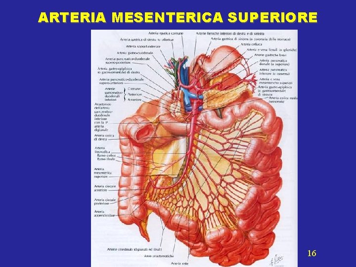 ARTERIA MESENTERICA SUPERIORE 16 