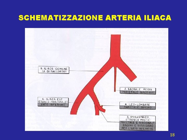 SCHEMATIZZAZIONE ARTERIA ILIACA 18 