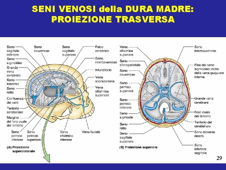 SENI VENOSI della DURA MADRE: PROIEZIONE TRASVERSA 29 