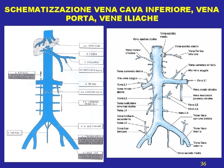 SCHEMATIZZAZIONE VENA CAVA INFERIORE, VENA PORTA, VENE ILIACHE 36 