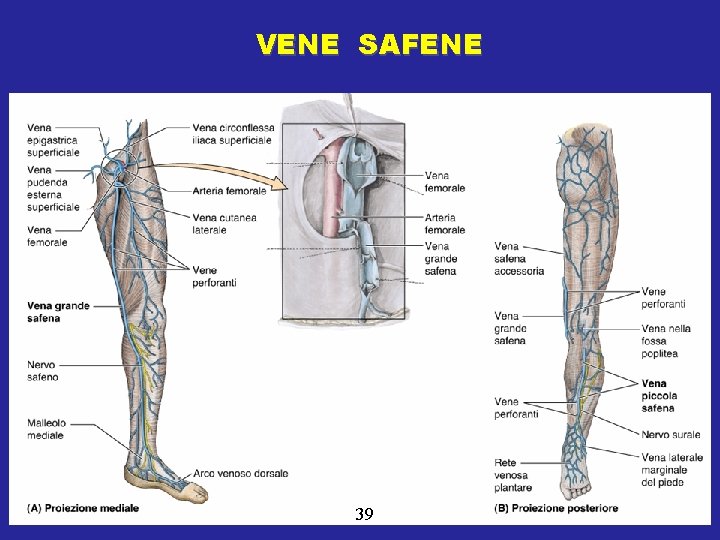VENE SAFENE 39 