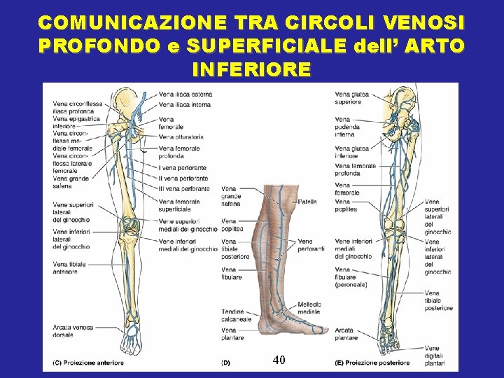COMUNICAZIONE TRA CIRCOLI VENOSI PROFONDO e SUPERFICIALE dell’ ARTO INFERIORE 40 