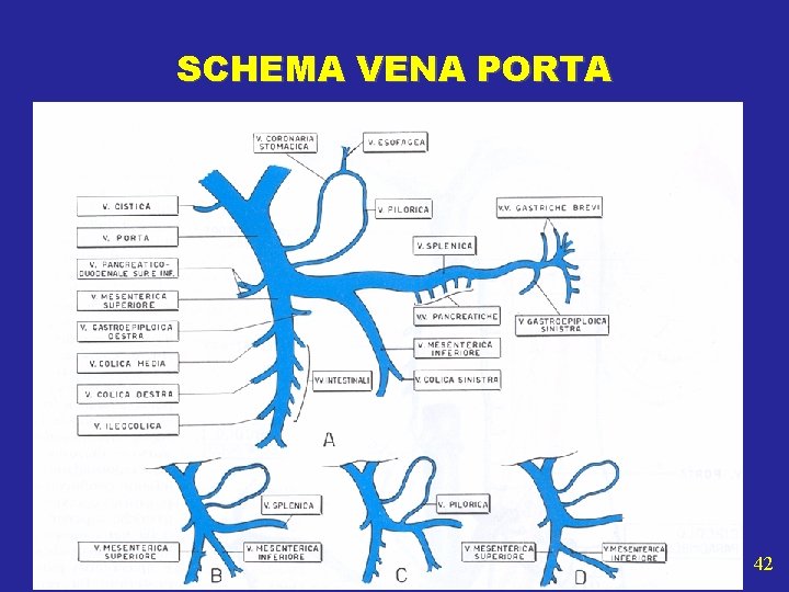 SCHEMA VENA PORTA 42 