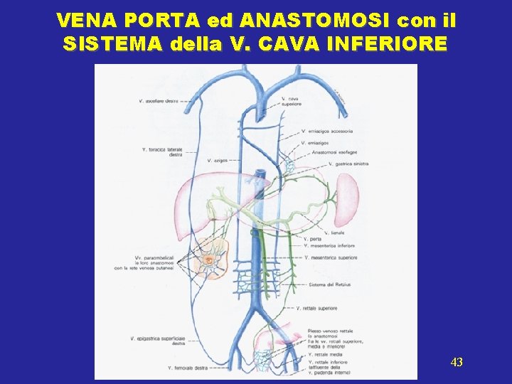 VENA PORTA ed ANASTOMOSI con il SISTEMA della V. CAVA INFERIORE 43 