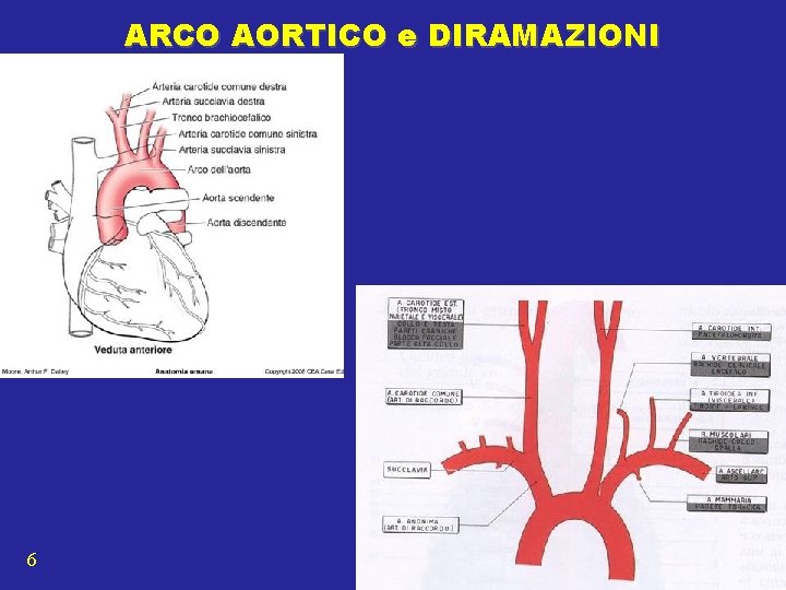 ARCO AORTICO e DIRAMAZIONI 6 