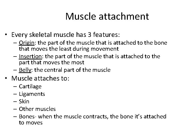Muscle attachment • Every skeletal muscle has 3 features: – Origin: the part of