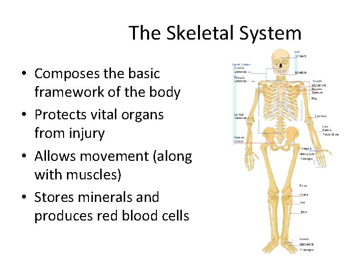 The Skeletal System • Composes the basic framework of the body • Protects vital The Skeletal System • Composes the basic framework of the body • Protects vital