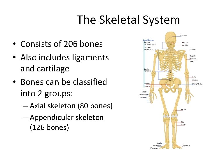 The Skeletal System • Consists of 206 bones • Also includes ligaments and cartilage