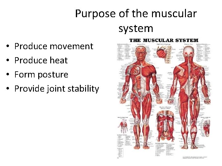 Purpose of the muscular system • • Produce movement Produce heat Form posture Provide