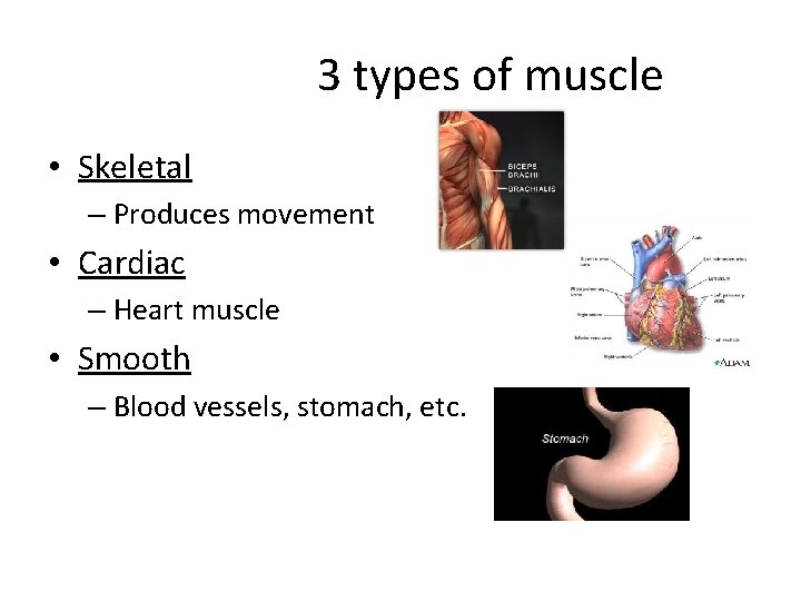 3 types of muscle • Skeletal – Produces movement • Cardiac – Heart muscle 3 types of muscle • Skeletal – Produces movement • Cardiac – Heart muscle