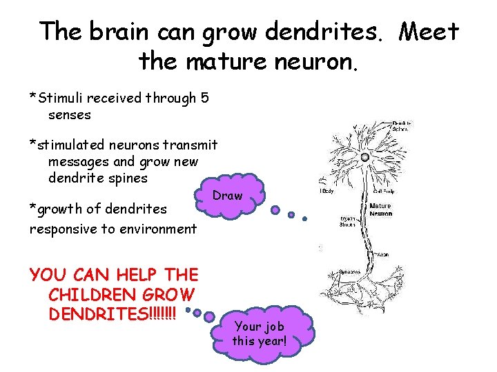 The brain can grow dendrites. Meet the mature neuron. *Stimuli received through 5 senses
