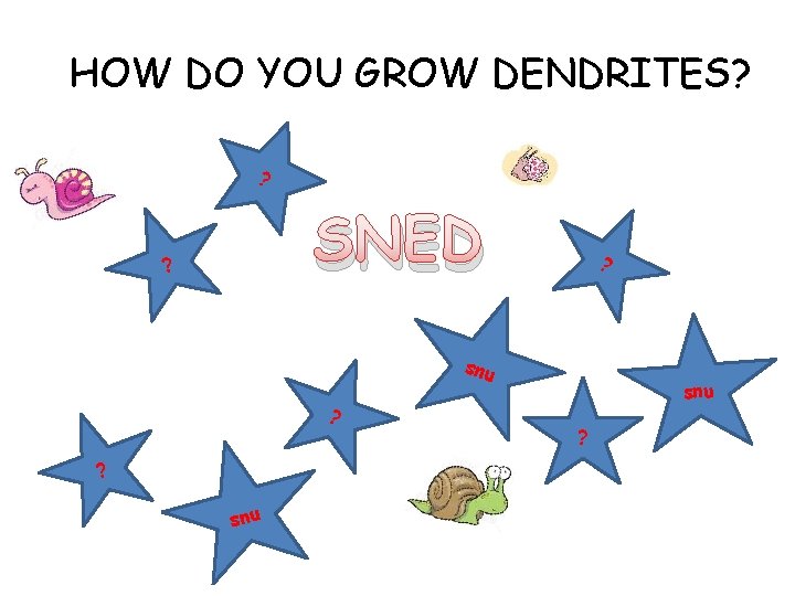 HOW DO YOU GROW DENDRITES? ? SNED ? ? snu ? ? snu ?