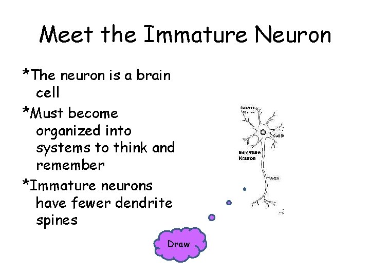 Meet the Immature Neuron *The neuron is a brain cell *Must become organized into