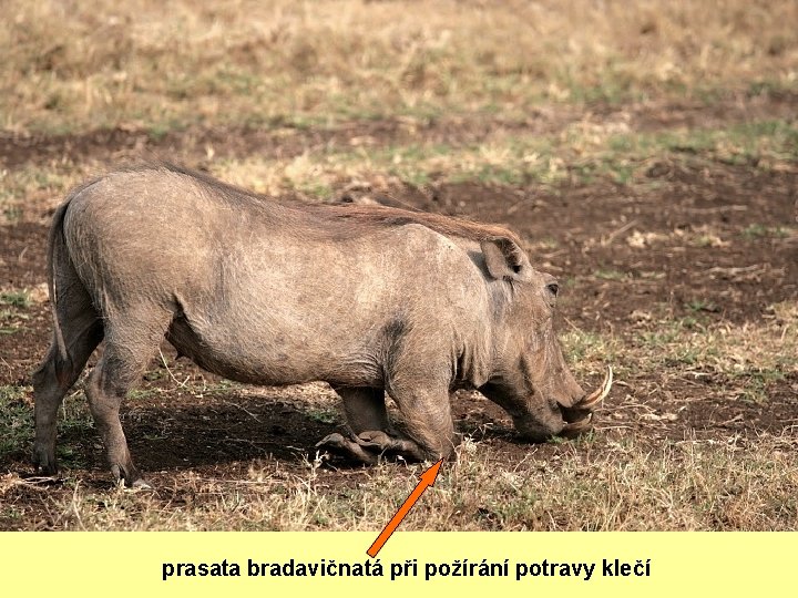 Z JAKÉHO DŮVODU MAJÍ PRASATA BRADAVIČNATÁ NA ZÁPĚSTNÍCH KLOUBECH MOZOLY? • klečí na nich,