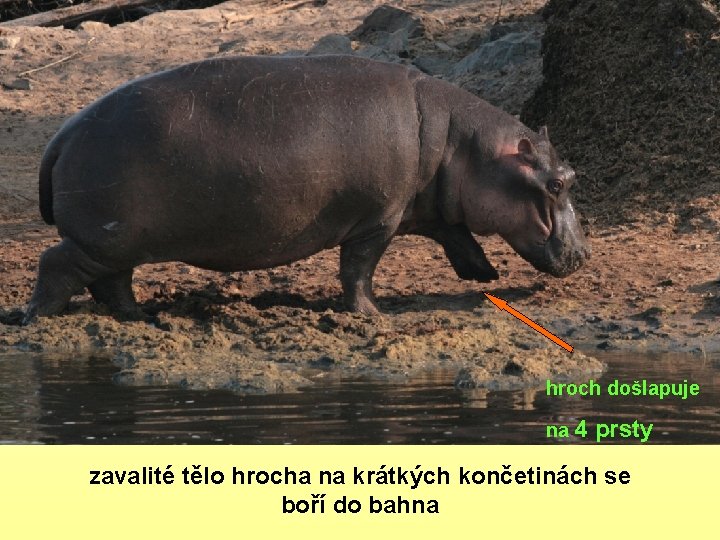 hroch došlapuje na 4 prsty zavalité tělo hrocha na krátkých končetinách se boří do