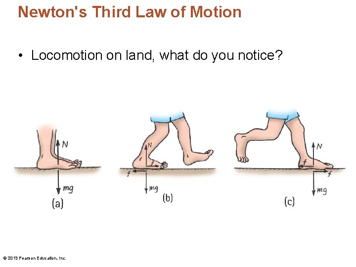 Newton's Third Law of Motion • Locomotion on land, what do you notice? ©