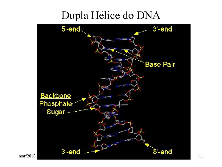 Dupla Hélice do DNA mar/2010 11 