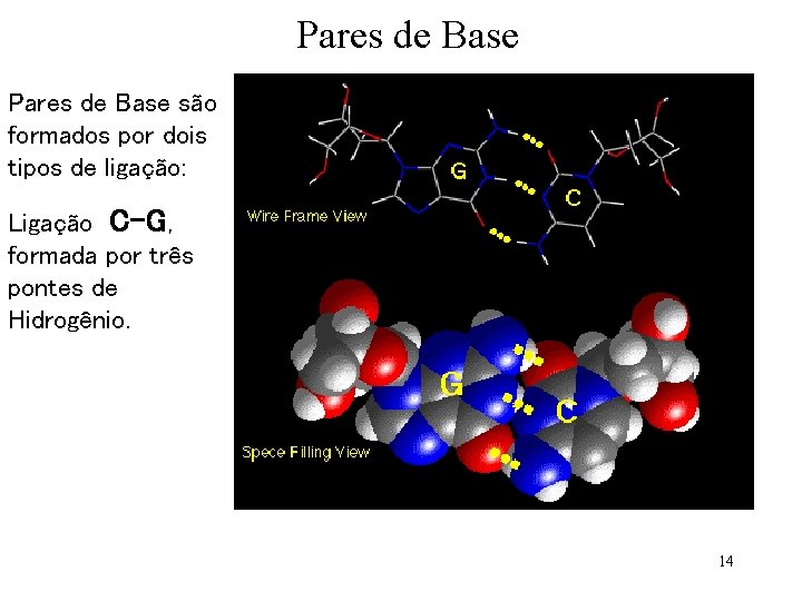 Pares de Base são formados por dois tipos de ligação: Ligação C-G, formada por