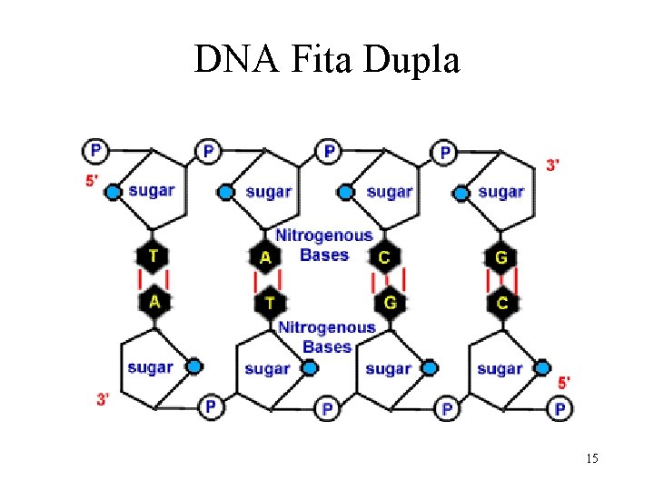 DNA Fita Dupla 15 
