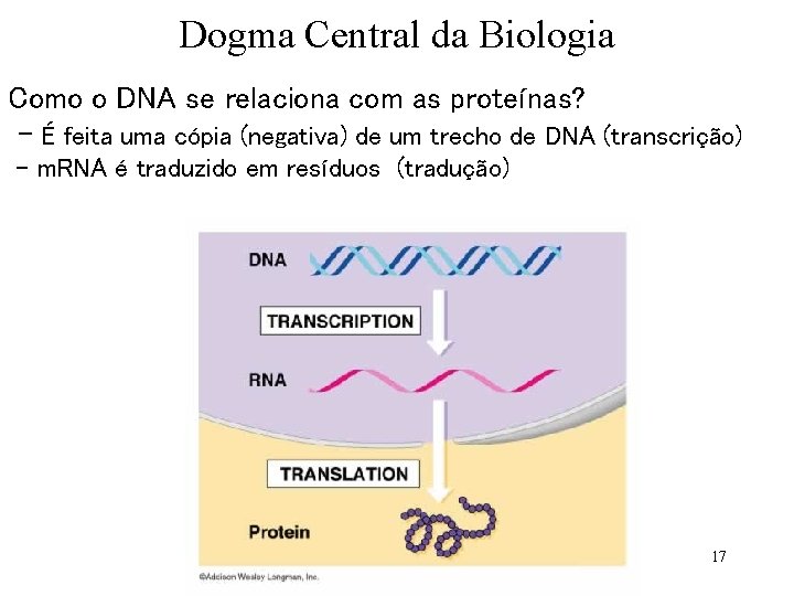 Dogma Central da Biologia Como o DNA se relaciona com as proteínas? - É
