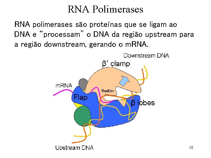 RNA Polimerases RNA polimerases são proteínas que se ligam ao DNA e “processam” o