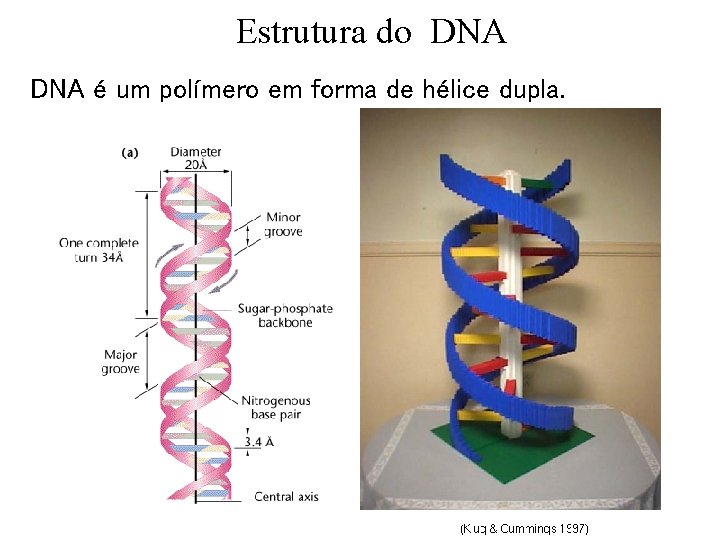 Estrutura do DNA é um polímero em forma de hélice dupla. out/2007 2 