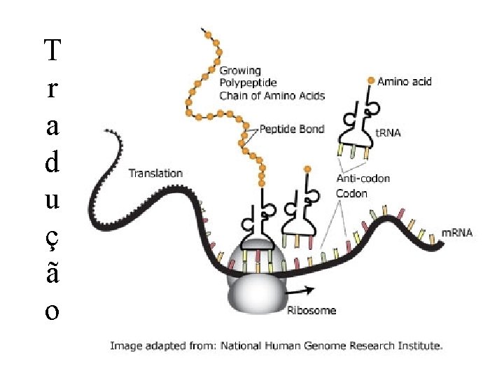 T r a d u ç ã o 22 