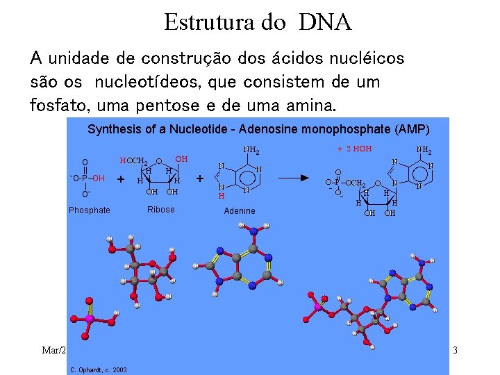 Estrutura do DNA A unidade de construção dos ácidos nucléicos são os nucleotídeos, que