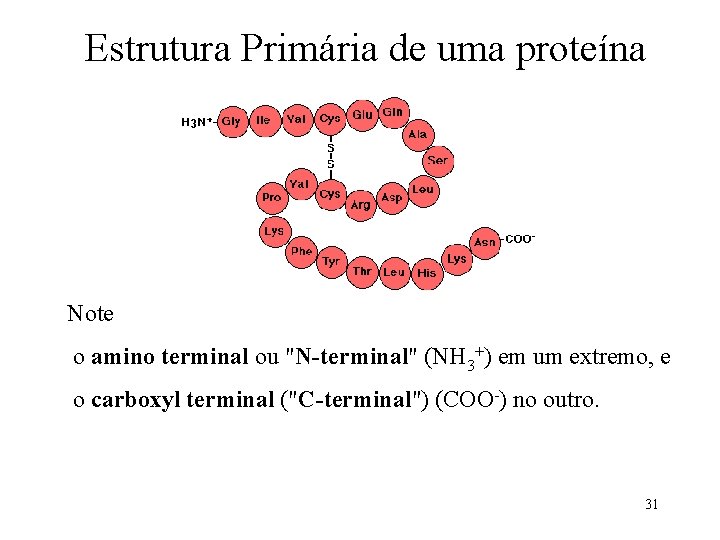 Estrutura Primária de uma proteína Note o amino terminal ou "N-terminal" (NH 3+) em